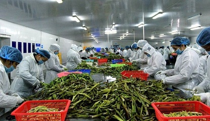 湖南沅江:依托優(yōu)勢 蘆筍產(chǎn)業(yè)劍指百億